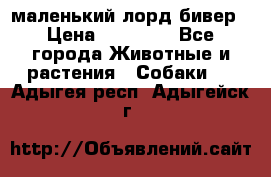 маленький лорд бивер › Цена ­ 10 000 - Все города Животные и растения » Собаки   . Адыгея респ.,Адыгейск г.